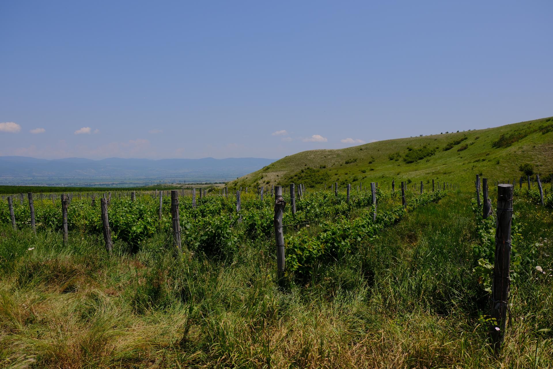 NATURAL WINEMAKING